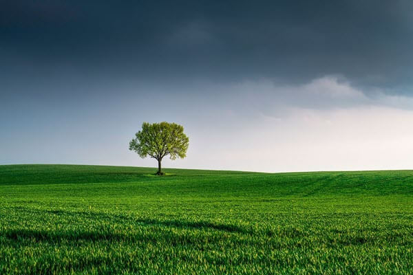 Solitary tree standing in field