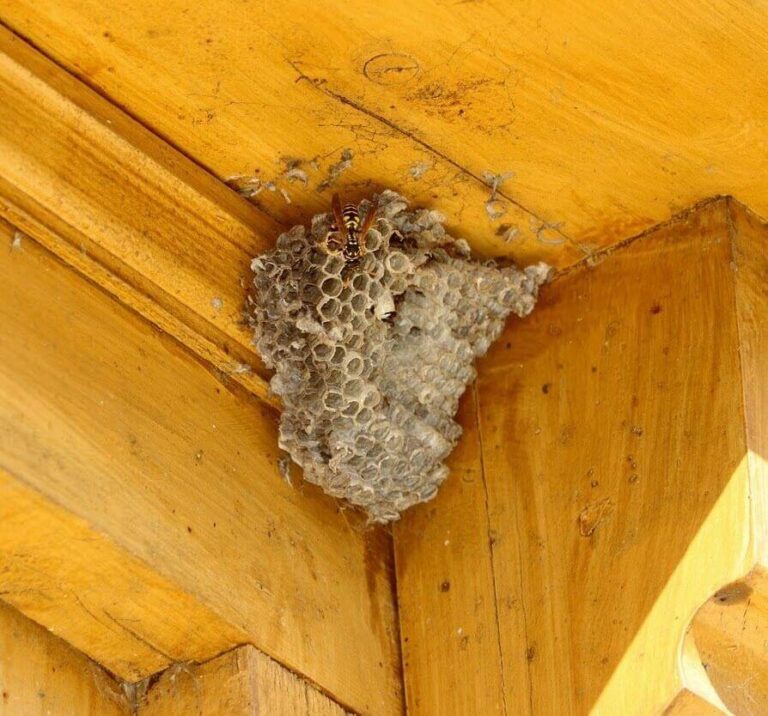 Hornet's nest in corner of cottage.