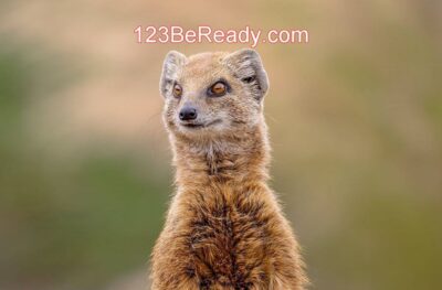 Mongoose standing alert on rock with caption 123 Be Ready.